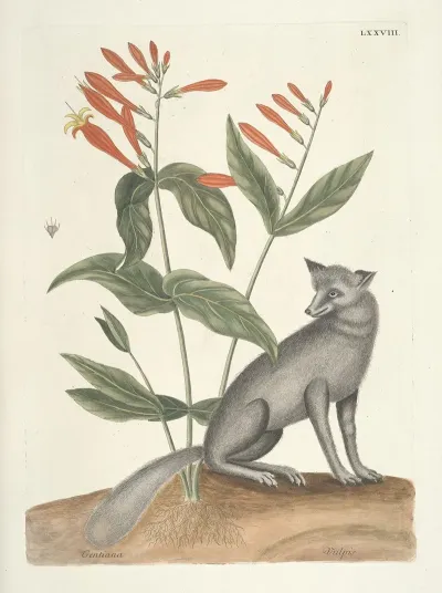 Piscium Serpentum Insectorum Aliorumque Nonnullorum Animalum Nec Non Plantarum Quarundam Imagines Pl 078