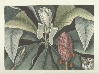 Piscium Serpentum Insectorum Aliorumque Nonnullorum Animalum Nec Non Plantarum Quarundam Imagines Pl 080