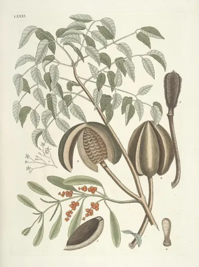 Piscium Serpentum Insectorum Aliorumque Nonnullorum Animalum Nec Non Plantarum Quarundam Imagines Pl 081