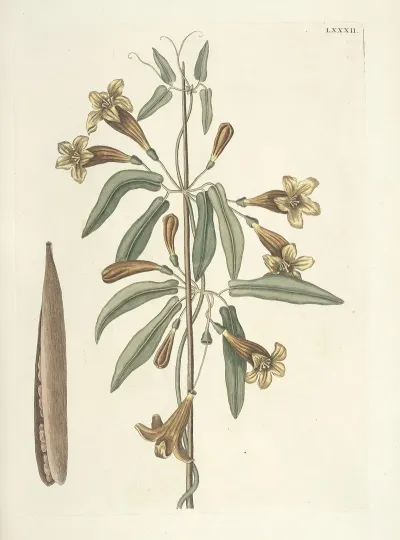 Piscium Serpentum Insectorum Aliorumque Nonnullorum Animalum Nec Non Plantarum Quarundam Imagines Pl 082