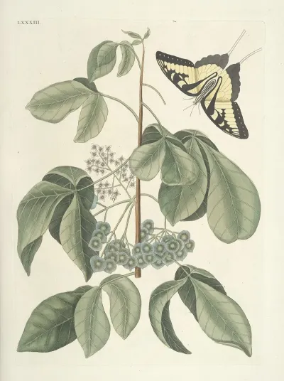 Piscium Serpentum Insectorum Aliorumque Nonnullorum Animalum Nec Non Plantarum Quarundam Imagines Pl 083