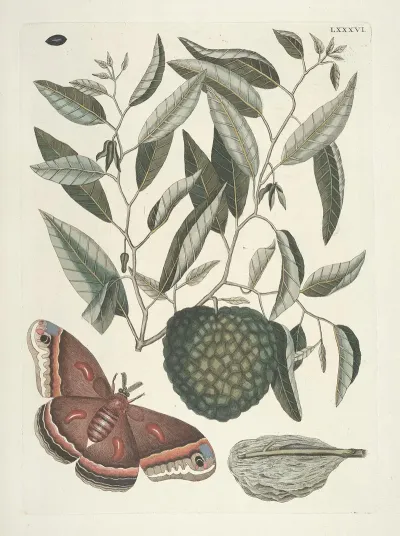 Piscium Serpentum Insectorum Aliorumque Nonnullorum Animalum Nec Non Plantarum Quarundam Imagines Pl 086