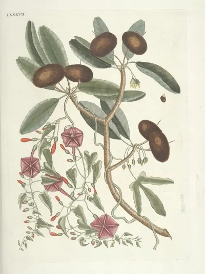 Piscium Serpentum Insectorum Aliorumque Nonnullorum Animalum Nec Non Plantarum Quarundam Imagines Pl 087