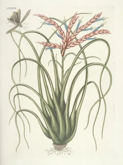 Piscium Serpentum Insectorum Aliorumque Nonnullorum Animalum Nec Non Plantarum Quarundam Imagines Pl 089