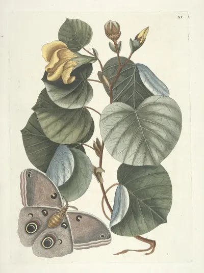 Piscium Serpentum Insectorum Aliorumque Nonnullorum Animalum Nec Non Plantarum Quarundam Imagines Pl 090