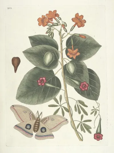 Piscium Serpentum Insectorum Aliorumque Nonnullorum Animalum Nec Non Plantarum Quarundam Imagines Pl 091