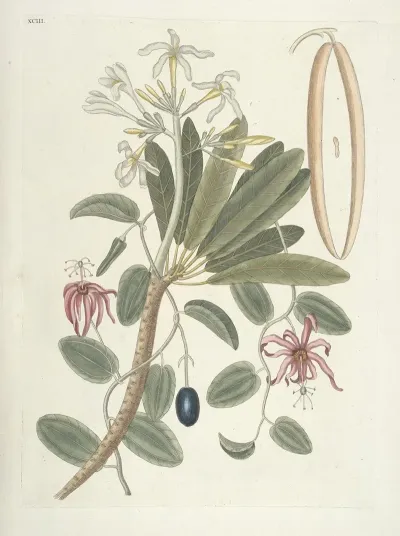 Piscium Serpentum Insectorum Aliorumque Nonnullorum Animalum Nec Non Plantarum Quarundam Imagines Pl 093