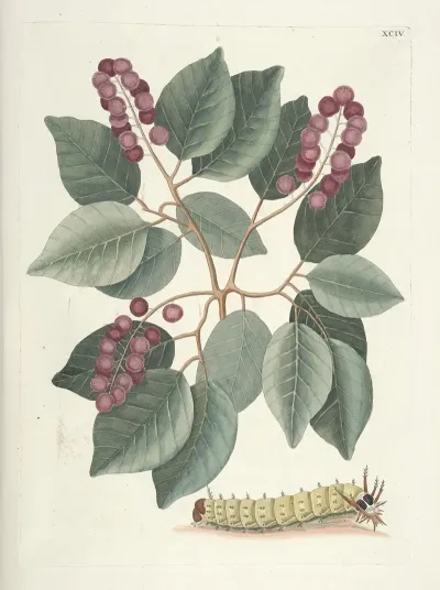 Piscium Serpentum Insectorum Aliorumque Nonnullorum Animalum Nec Non Plantarum Quarundam Imagines Pl 094