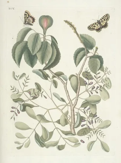 Piscium Serpentum Insectorum Aliorumque Nonnullorum Animalum Nec Non Plantarum Quarundam Imagines Pl 095