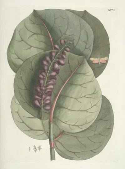 Piscium Serpentum Insectorum Aliorumque Nonnullorum Animalum Nec Non Plantarum Quarundam Imagines Pl 096