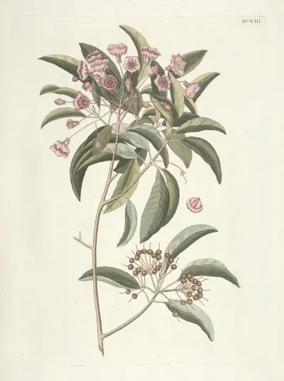 Piscium Serpentum Insectorum Aliorumque Nonnullorum Animalum Nec Non Plantarum Quarundam Imagines Pl 098