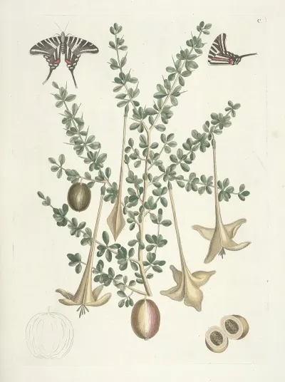 Piscium Serpentum Insectorum Aliorumque Nonnullorum Animalum Nec Non Plantarum Quarundam Imagines Pl 100