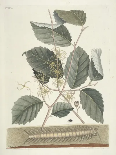 Piscium Serpentum Insectorum Aliorumque Nonnullorum Animalum Nec Non Plantarum Quarundam Imagines Pl 101