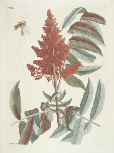 Piscium Serpentum Insectorum Aliorumque Nonnullorum Animalum Nec Non Plantarum Quarundam Imagines Pl 102