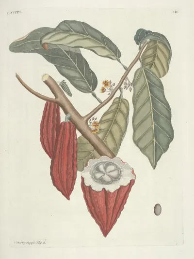 Piscium Serpentum Insectorum Aliorumque Nonnullorum Animalum Nec Non Plantarum Quarundam Imagines Pl 103