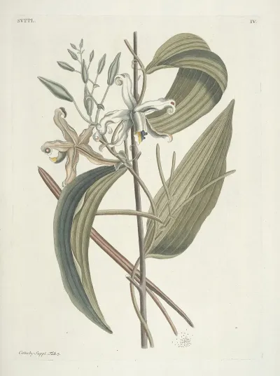 Piscium Serpentum Insectorum Aliorumque Nonnullorum Animalum Nec Non Plantarum Quarundam Imagines Pl 104