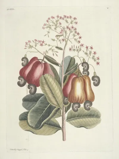 Piscium Serpentum Insectorum Aliorumque Nonnullorum Animalum Nec Non Plantarum Quarundam Imagines Pl 105