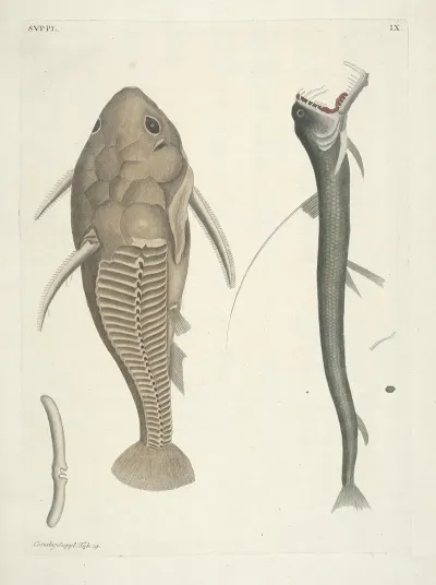 Piscium Serpentum Insectorum Aliorumque Nonnullorum Animalum Nec Non Plantarum Quarundam Imagines Pl 109