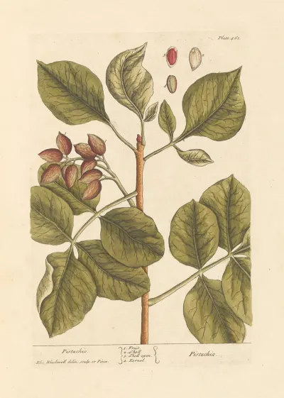Pistachio