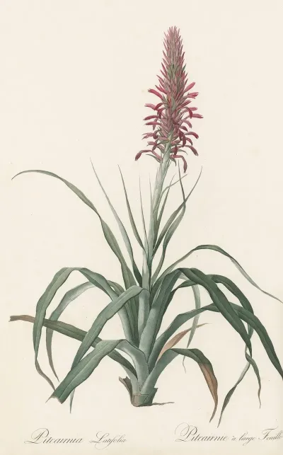 Pitcairnia Latifolia