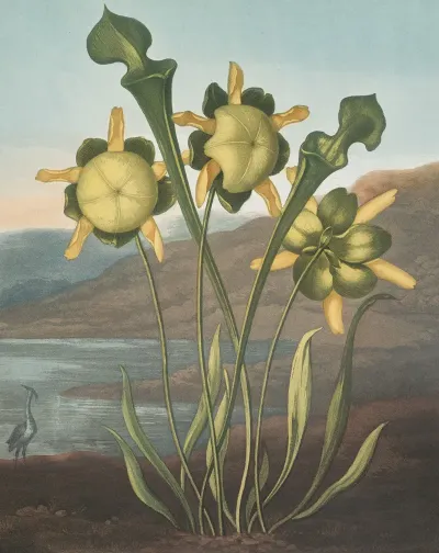 Pitcher Plant 4