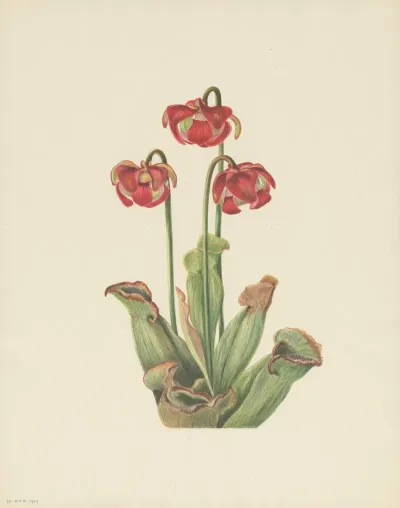 Pitcherplant Sarracenia Purpurea 3