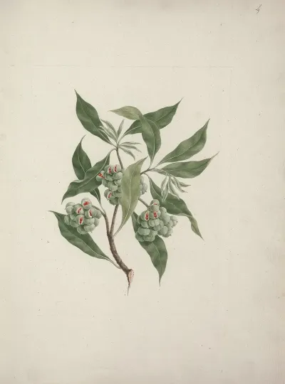Pittosporum Viridiflorum Sims Pittosporum