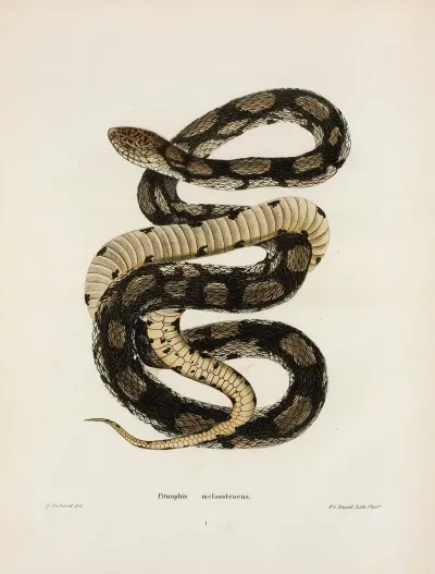 Pituophis Melanoleucus