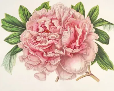 Pivoine Alexandre Ii