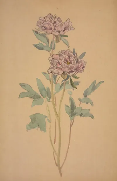 Pivoines 3