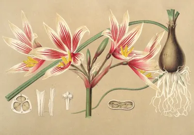 Placea Grandiflora