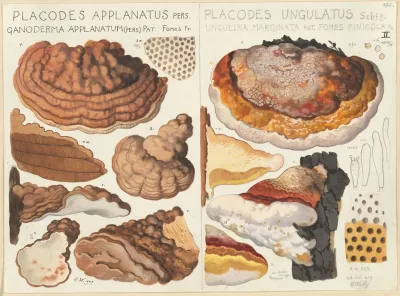 Placodes Applanatus Placodes Ungulatus