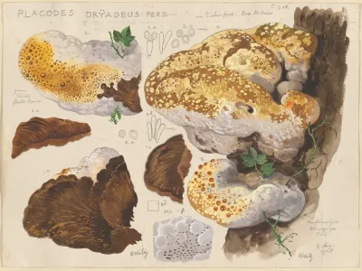 Placodes Dryadeus Pers