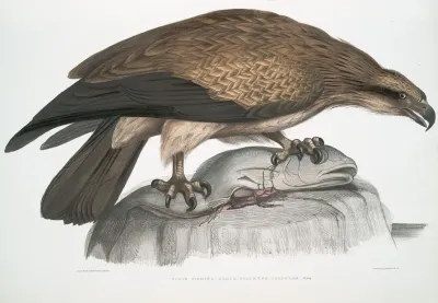 Plain Fishing Eagle Haliaetus Unicolor