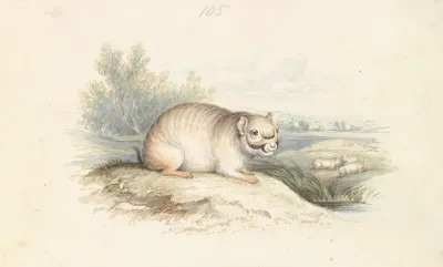 Plains Viscacha
