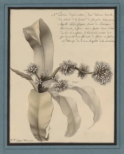 Planche De Botanique