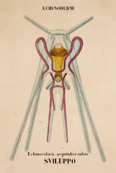 Planktonic Larval Stage Pluteus Of Black Sea Urchin