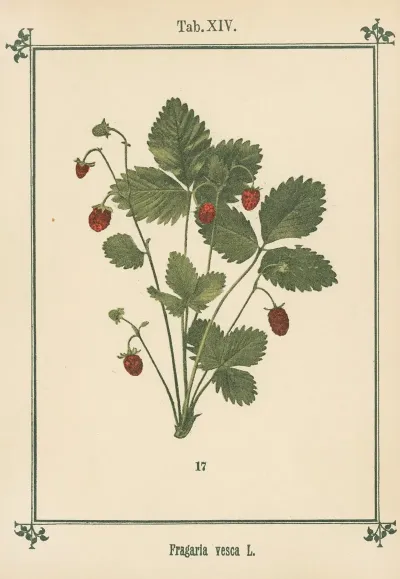 Plant Atlas To My Water Cure Pl 01