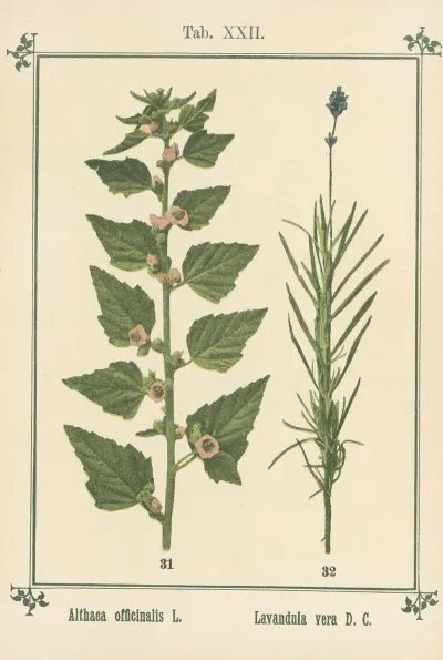 Plant Atlas To My Water Cure Pl 02