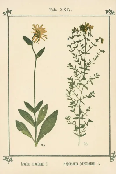 Plant Atlas To My Water Cure Pl 04