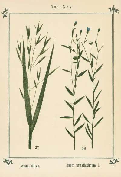 Plant Atlas To My Water Cure Pl 05