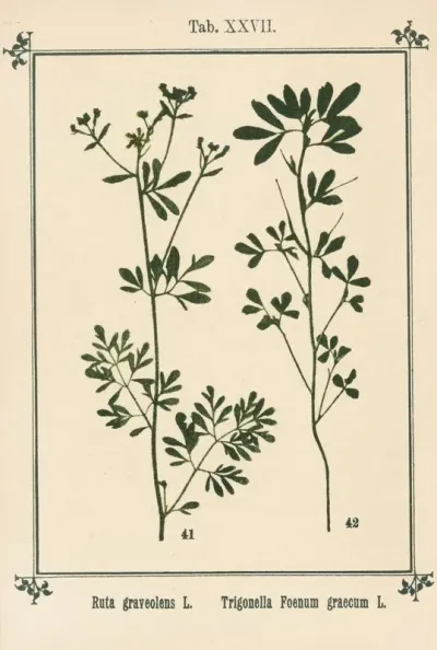Plant Atlas To My Water Cure Pl 07