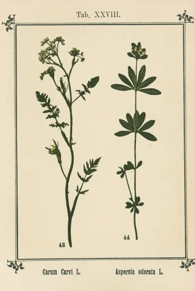 Plant Atlas To My Water Cure Pl 08