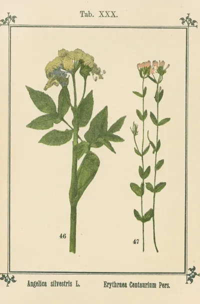 Plant Atlas To My Water Cure Pl 10