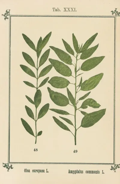 Plant Atlas To My Water Cure Pl 11