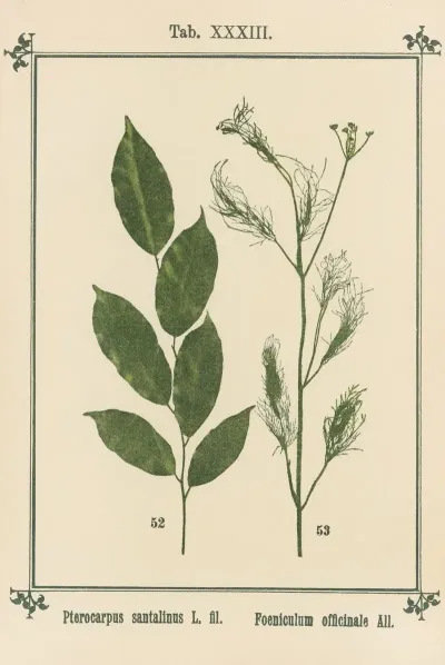 Plant Atlas To My Water Cure Pl 13