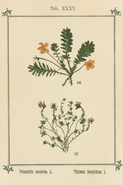 Plant Atlas To My Water Cure Pl 15