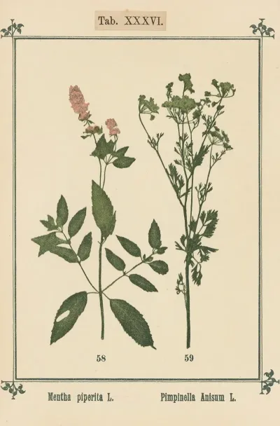 Plant Atlas To My Water Cure Pl 16