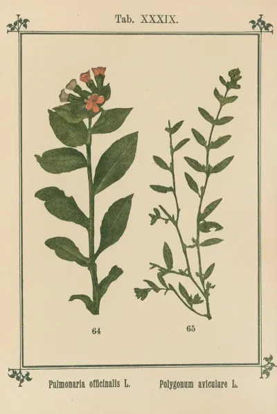Plant Atlas To My Water Cure Pl 19