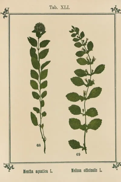 Plant Atlas To My Water Cure Pl 20